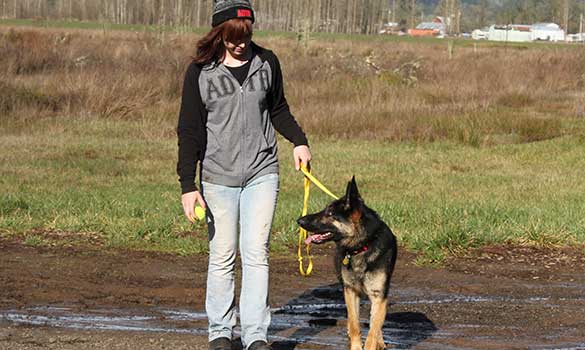 Dog Boarding, Daycare Activities | Corvallis, Albany OR | Field of Dreams Kennel Dog Boarding, Daycare Activities | Corvallis, Albany OR | Field of Dreams Kennel
