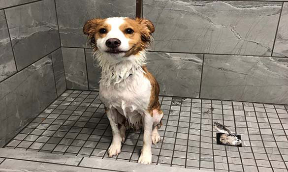 Dog Grooming Corvallis OR